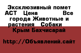 Эксклюзивный помет АСТ › Цена ­ 30 000 - Все города Животные и растения » Собаки   . Крым,Бахчисарай